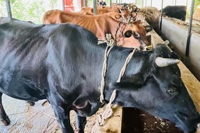 गुल्मीको सत्यवतीमा पहिलो बेत ब्याउने गाईलाई १० हजार अनुदान